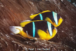 The Tenants- Two Bar Clownfishes by Peet J Van Eeden 